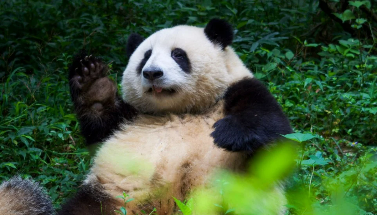 giant pandas